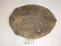 藏品(龜背甲)的圖片
